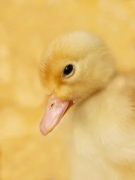 Small duckling on yellow Stock Photos