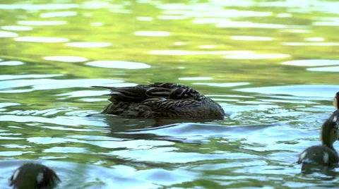 Small ducklings breakfast in a lake Stock Footage 64175794