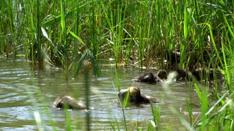 Small ducklings breakfast in a lake Stock Footage 64176353