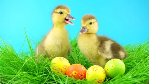 Small ducklings with Easter eggs, quacks and looking around Stock Footage 72736362