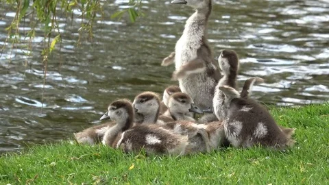 Small ducklings Stock Footage 76877136