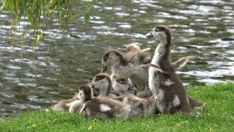 Small ducklings Stock Footage 77580575