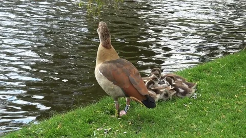 Small ducklings Stock Footage 80993467