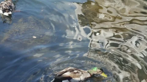 Small ducklings go down into the water for food next to adult ducks eating f Видео 274110654