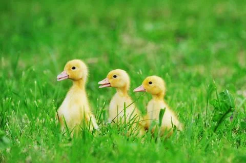 Small ducklings  green grass Stock Photos
