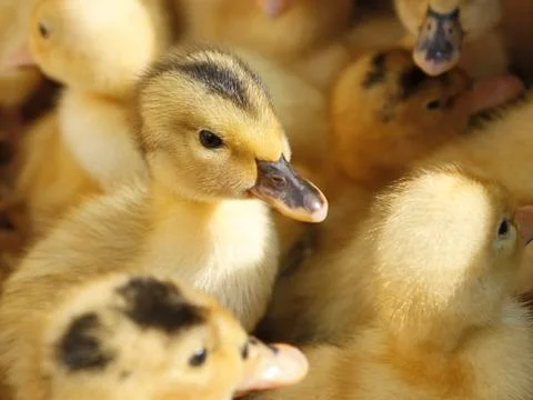 Small ducklings in herds Stock Photos