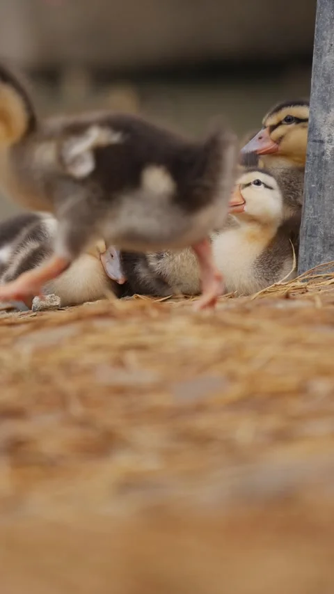 Small ducklings huddling, resting and walking together on straw in a simple farm Видео 342812577