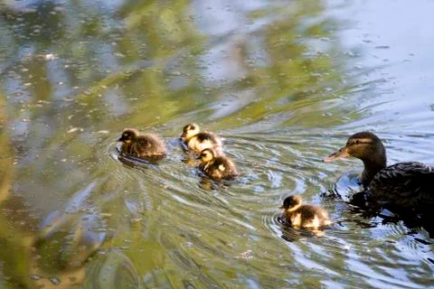 Small ducklings Foto stock