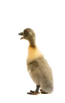 Small ducklings Stock Photos