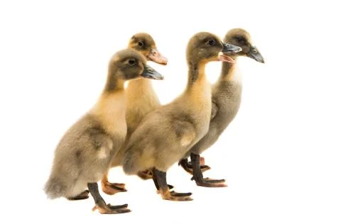 Small ducklings Stock Photos