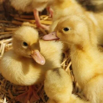 Small ducklings on the straw Stock Photos