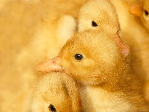 Small ducklings on yellow Stock Photos