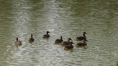 Small ducks floating by making ripples in the water Video stock 136467046