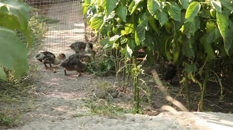 Small ducks graze on the grass Stock Footage 60563622