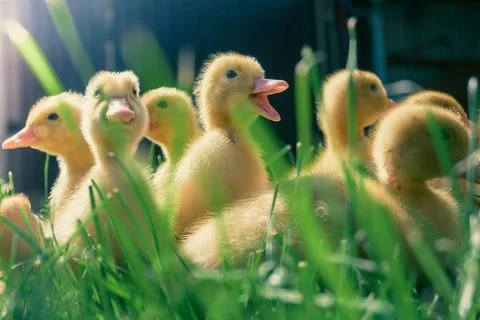 Small ducks in the green grass. Stock Photos
