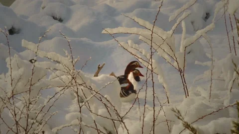 Small ducks make their way through the deep snow on the shore of the lake in the Stock Footage 181129494