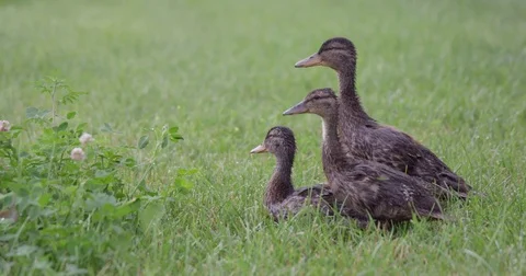 Small ducks quacking - close up Stock Footage