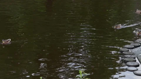 Small ducks swimming across dark pond water with soft ripples and green Stock Footage 345455753