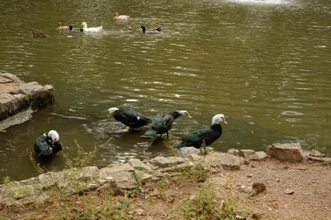 Small ducks swimming in pond Stock Photos