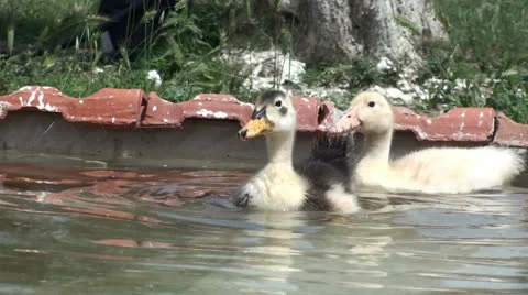 Small ducks in the water (1) Stockbeeldmateriaal 23997017