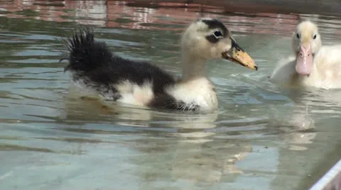 Small ducks in the water (2) Stock Footage 24011941