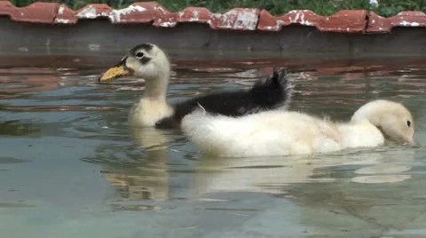 Small ducks in the water (3) Stock Footage 23993137