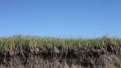 Small dune with sea grass Stock Footage
