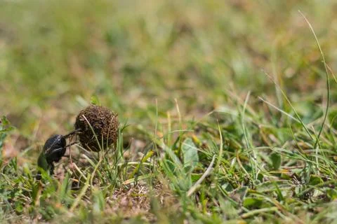 Small Dung beetle rolling a piece of manure accross a green grass field. A sp Stock Photos