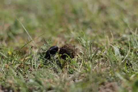 Small Dung beetle rolling a piece of manure accross a green grass field. A sp Stock Photos