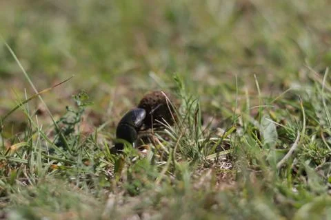 Small Dung beetle rolling a piece of manure accross a green grass field. A sp Stock Photos