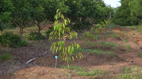 Small durian trees are growing Stock Footage 135961986