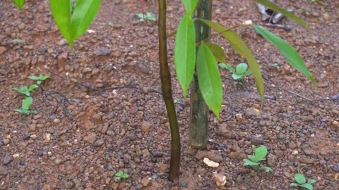 Small durian trees are growing Stock Footage 135961990