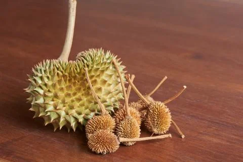 Small durians on wooden background Stock Photos