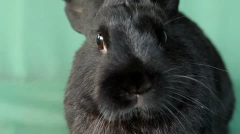 Small dwarf black bunny close-up Stock Footage 55455373