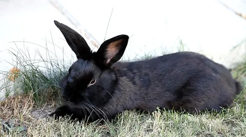 Small dwarf black bunny lying Stock Footage 35569098