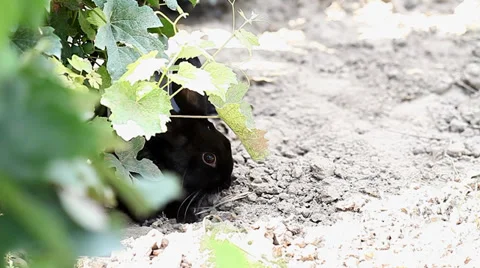 Small dwarf black bunny lying Stock Footage 35569115