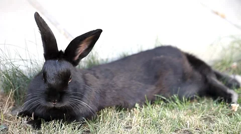 Small dwarf black bunny lying Stock Footage 35569116
