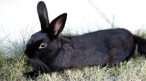 Small dwarf black bunny lying Stock Footage 35569123