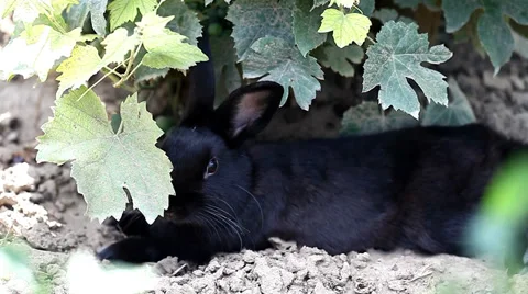 Small dwarf black bunny lying Stock Footage 35569831