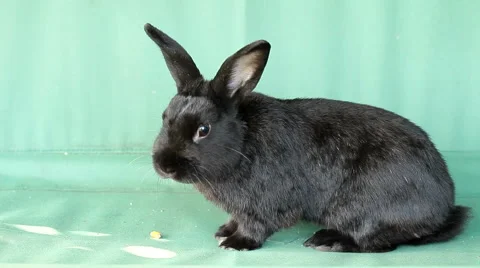 Small dwarf black bunny lying Stock Footage 55459135