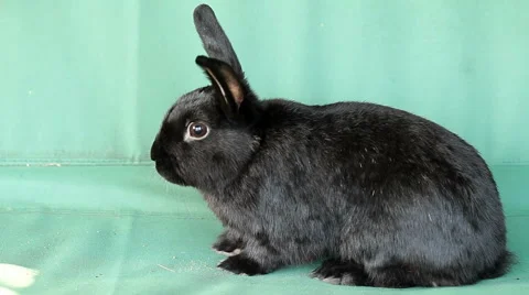 Small dwarf black bunny lying Stock Footage 55460868