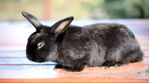 Small dwarf black bunny lying Stock Footage 55495872
