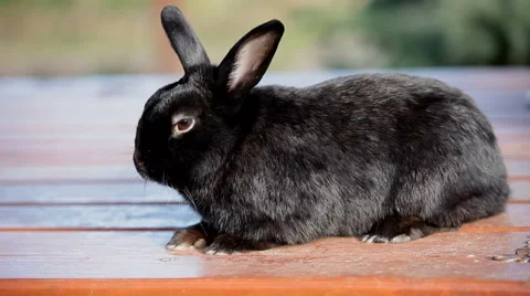 Small dwarf black bunny lying Stock Footage 55497035