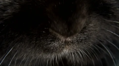 Small dwarf black bunny nose close-up Stock Footage 55572803