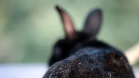 Small dwarf black bunny sitting in the wind Stock Footage 55495008