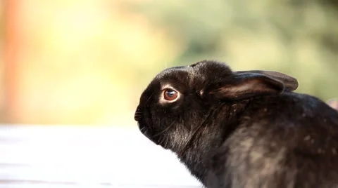 Small dwarf black bunny sitting Stock Footage 55495240