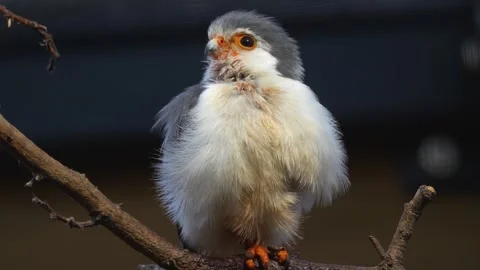 A small dwarf falcon  Stock-Footage 265779576