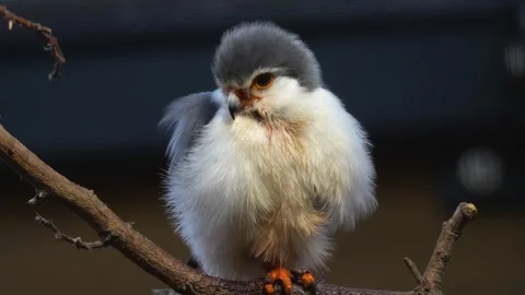 A small dwarf falcon resting Stock Footage 265779446