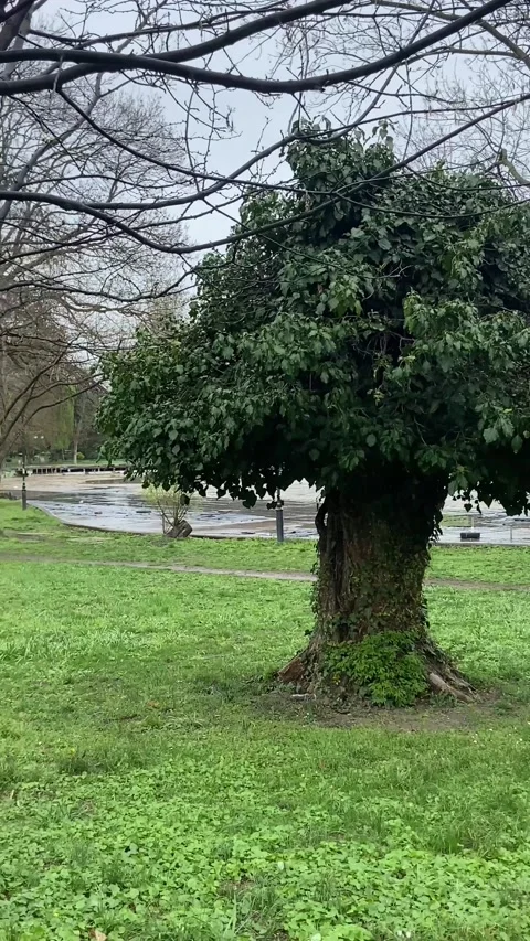 A small dwarf tree in the park looks very elegant . Stock Footage 237723115