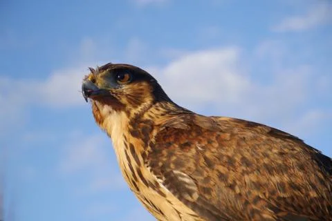 Small eagle observing the landscape Stock Photos